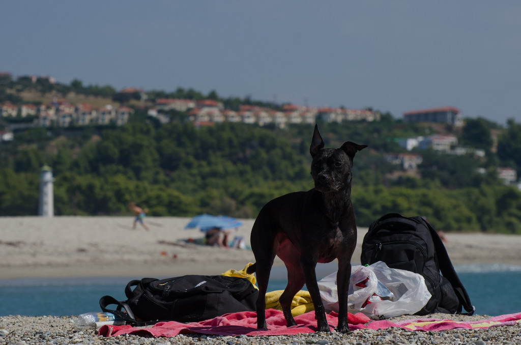  Marta pliva i uživa na moru 